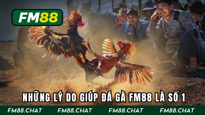Những lý do khiến sảnh chọi gà của FM88 là lựa chọn số 1