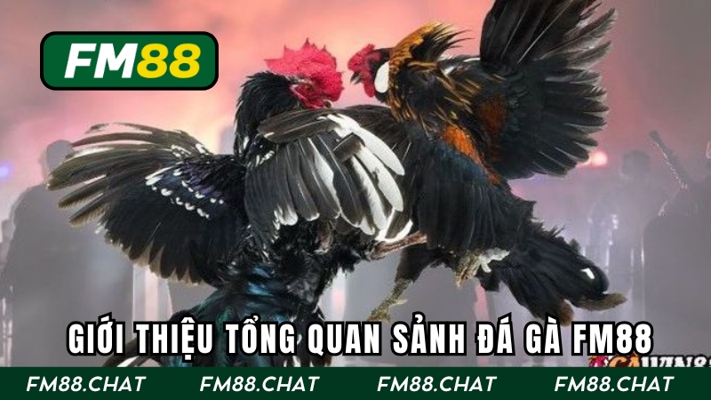 Giới thiệu tổng quan sảnh đá gà FM88