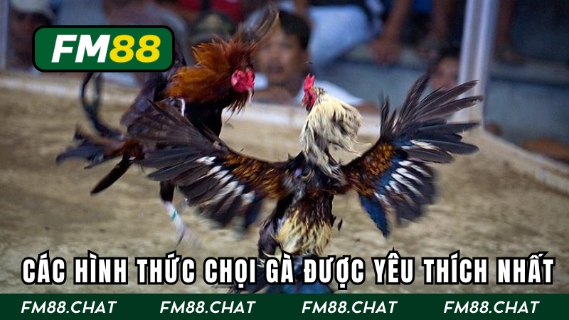 Các hình thức chọi gà được yêu thích nhất