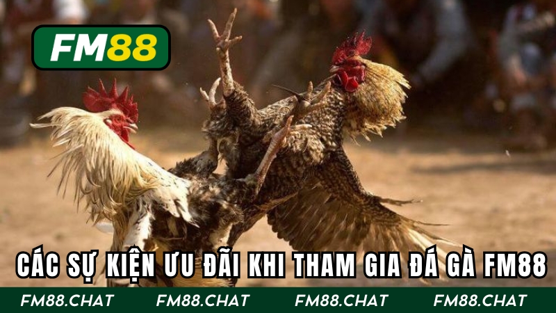 Các sự kiện ưu đãi khi tham gia đá gà FM88
